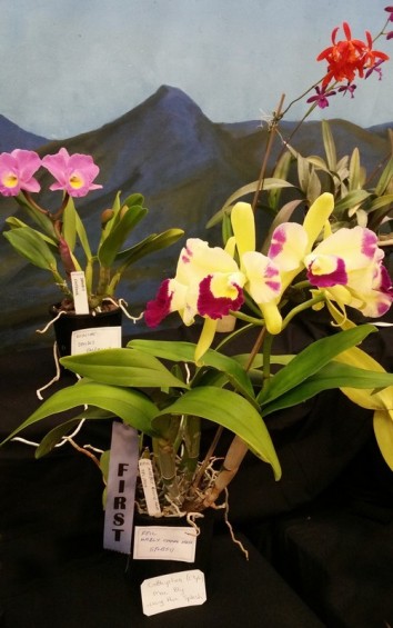 orchid-np1_zpsaxqslybm