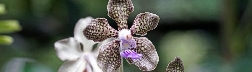 Tauranga Orchid Society